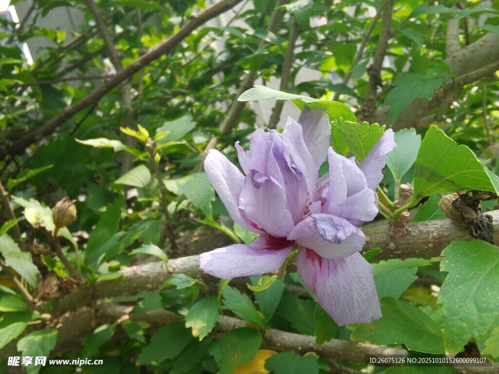 枝头绽放的淡紫色花朵