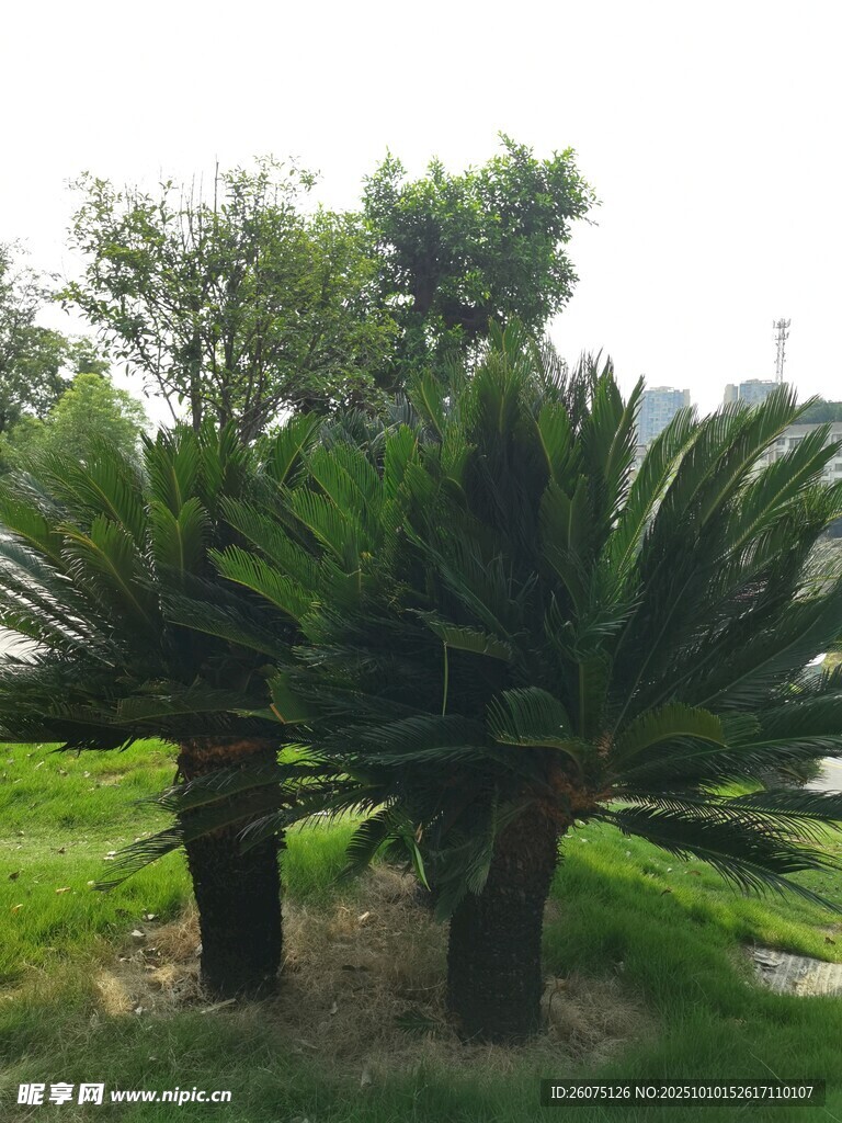 两株茂盛铁树屹立草地