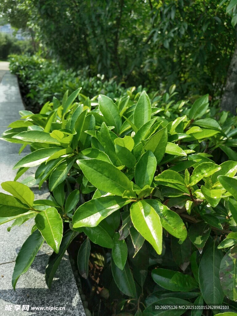 绿叶繁茂的庭院植物景观