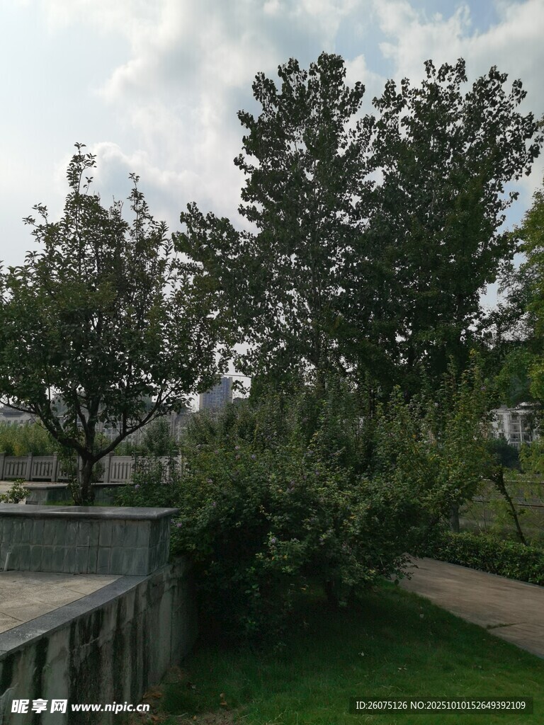 户外绿树环绕的宁静场景