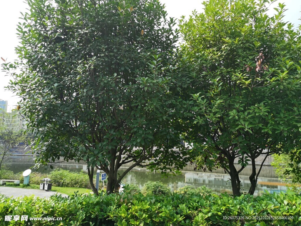公园绿树景观