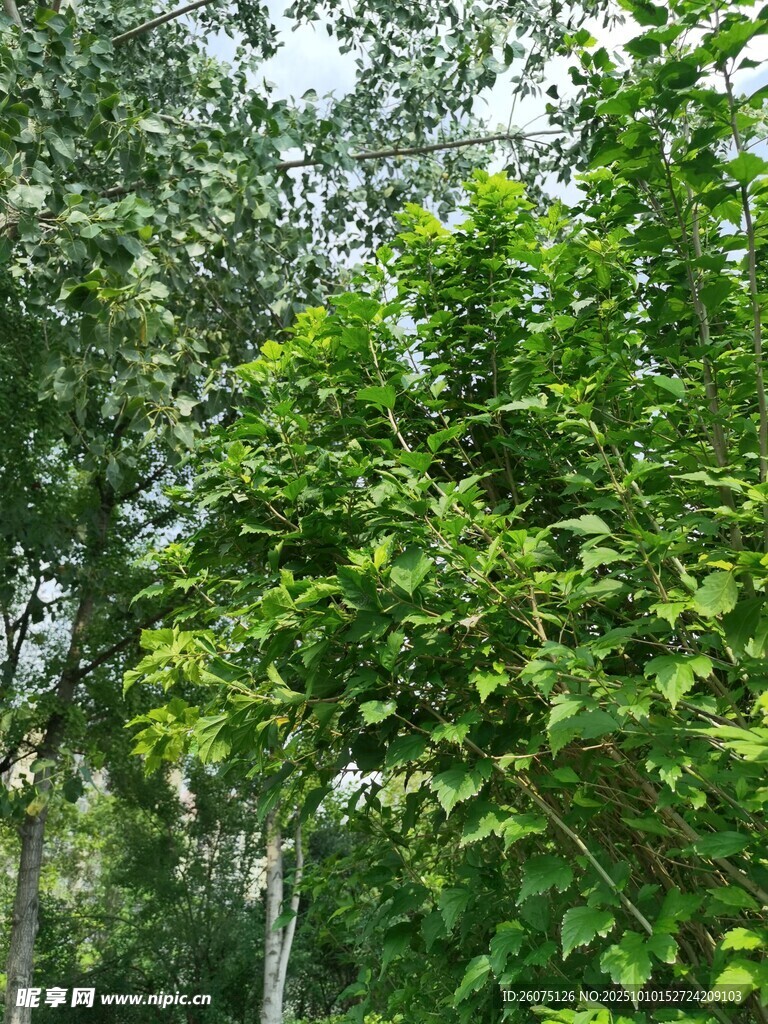 郁郁葱葱的树林景观