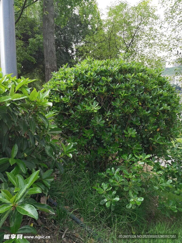 绿意盎然的灌木丛景观