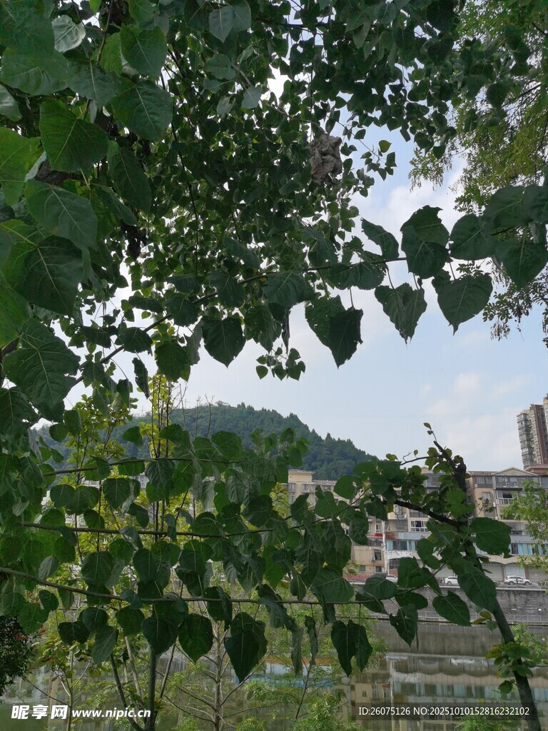 绿叶掩映下的城市景致
