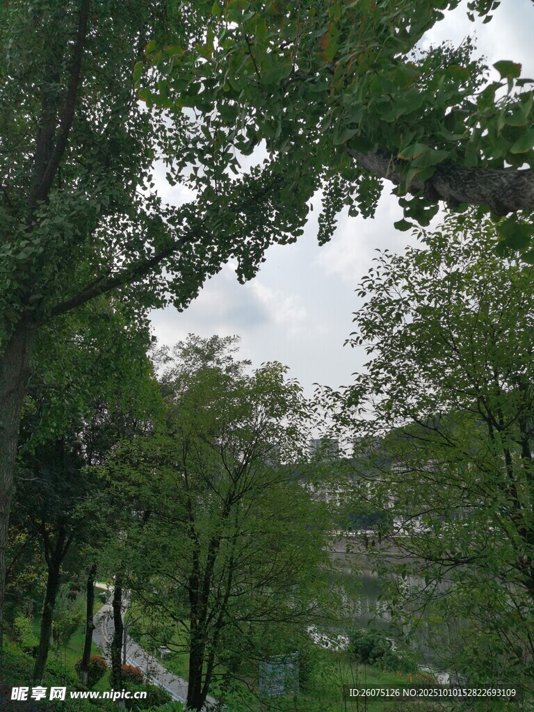 林间景致绿意盎然的自然
