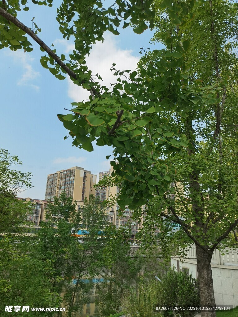 绿树掩映下的城市风景