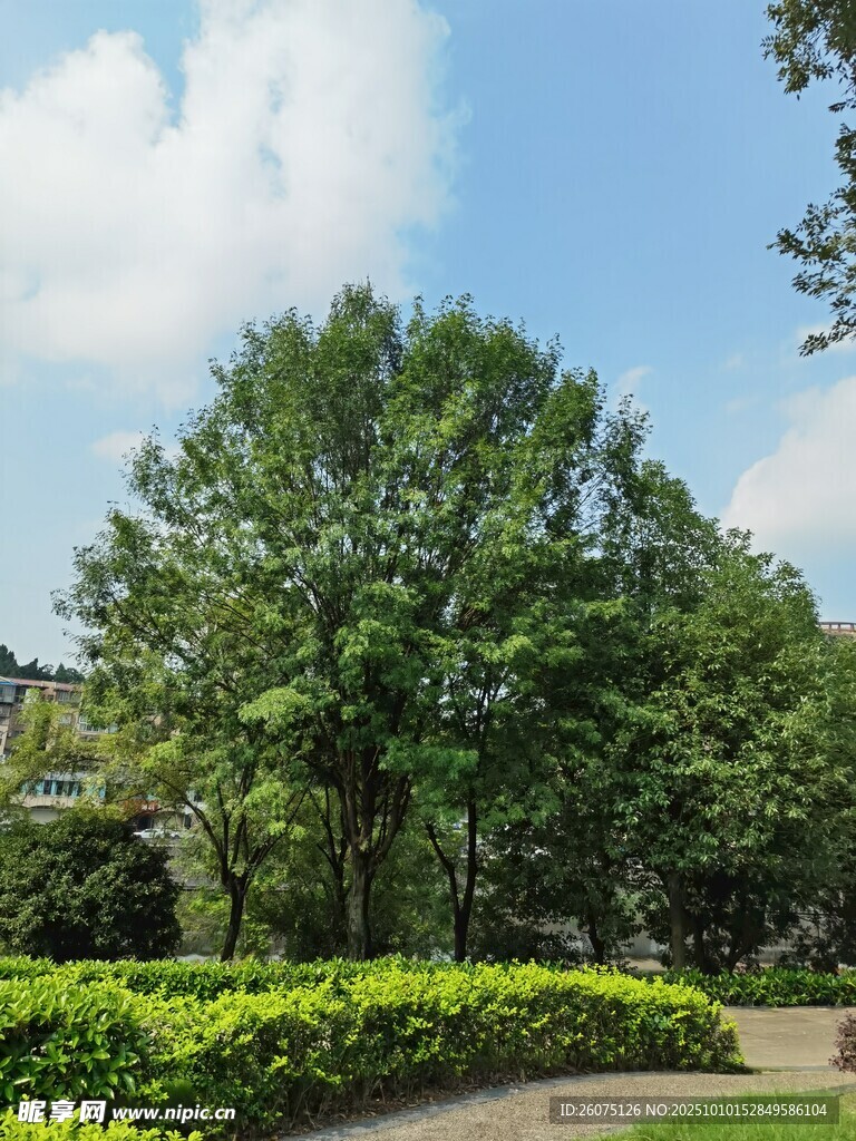 户外葱郁绿植景观