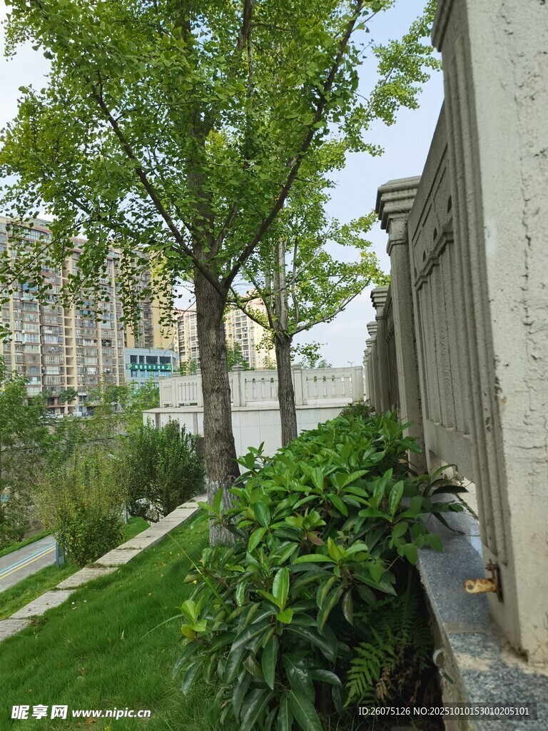 庭院绿植景观