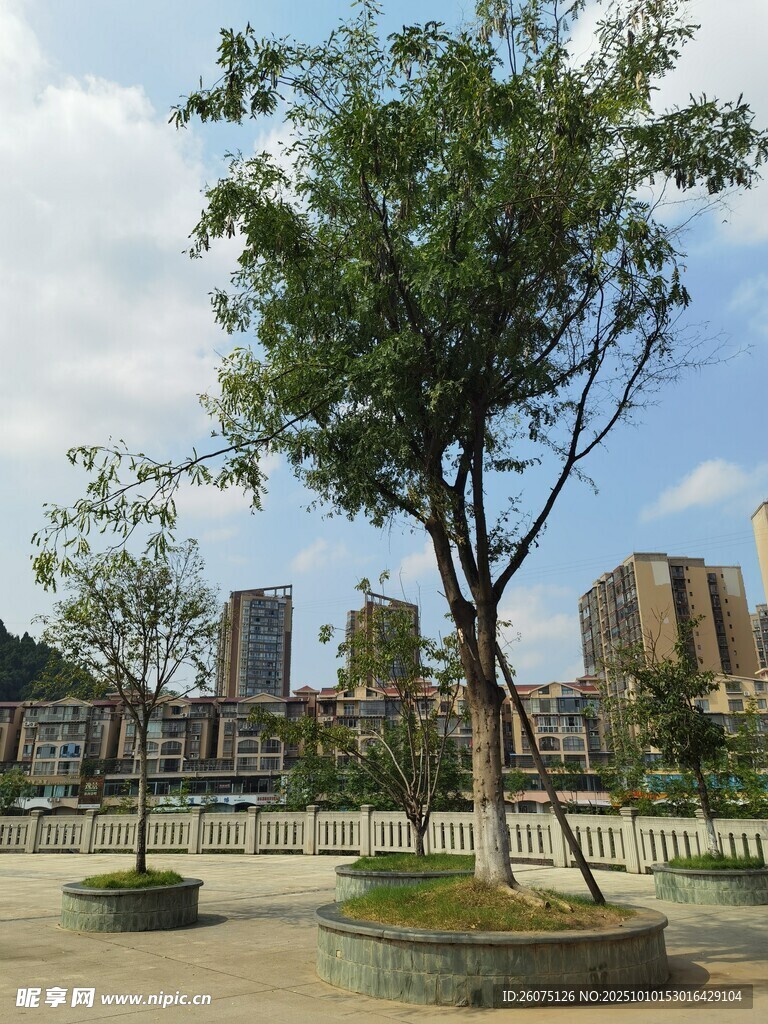 城市广场中的绿树景观