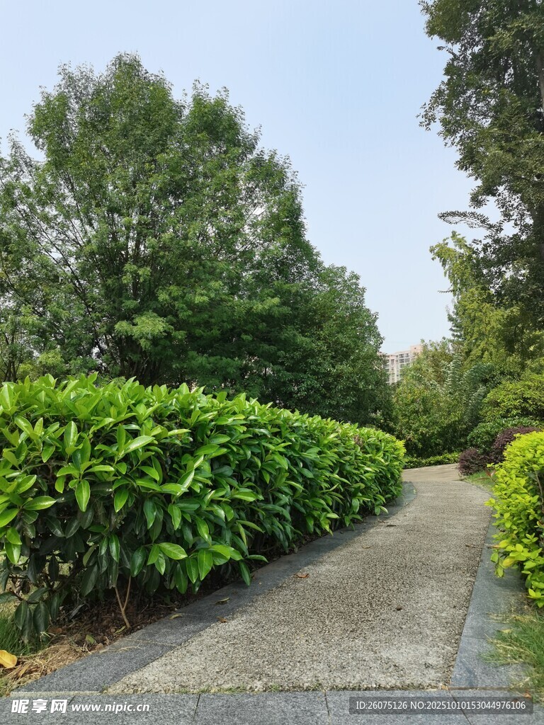 林荫小道旁的繁茂绿植
