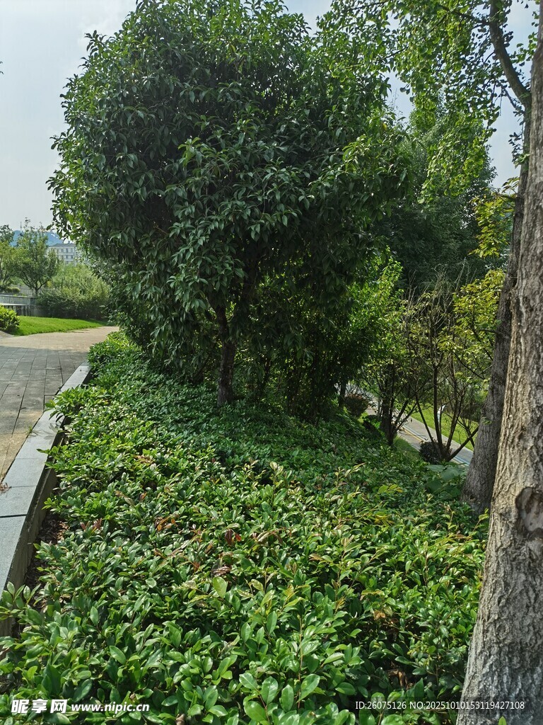 绿意盎然的园林植物景观