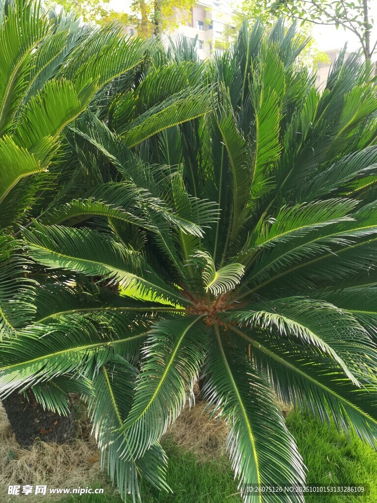 大型绿植特写