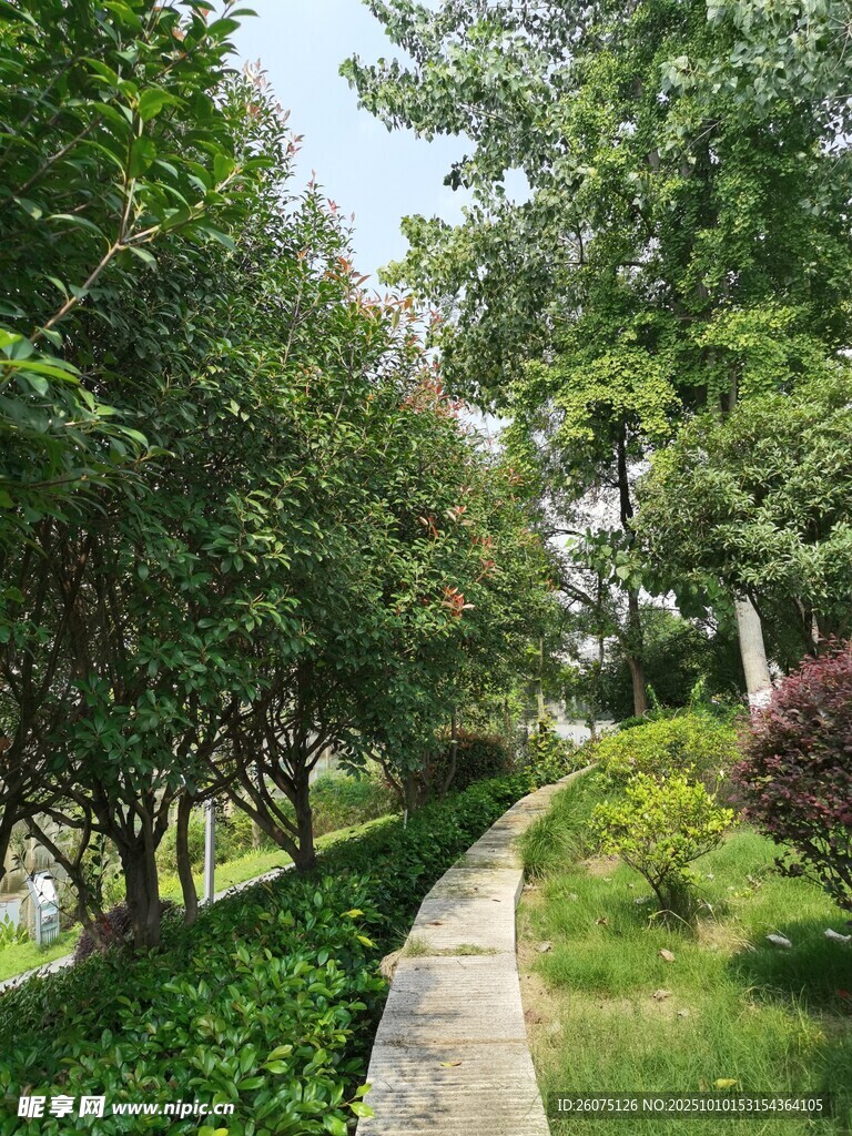 林间小径的自然清新景致