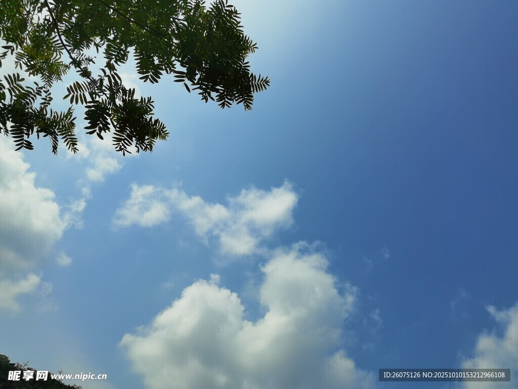 蓝天白云下的树梢美景