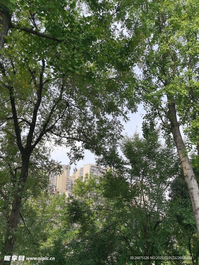 林间绿意繁茂树木景观