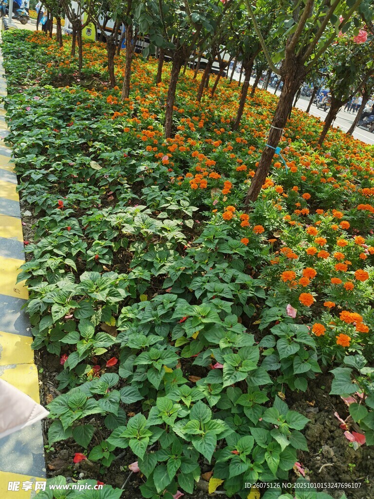 路边多彩植物景观