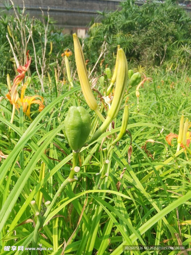 草丛中的多彩植物