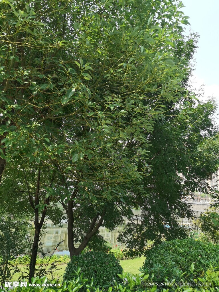 绿意盎然的树林景观