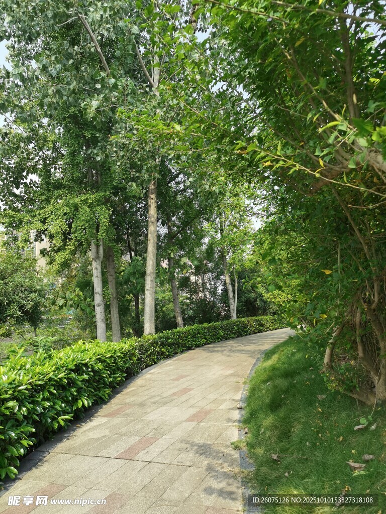 林间幽静小道