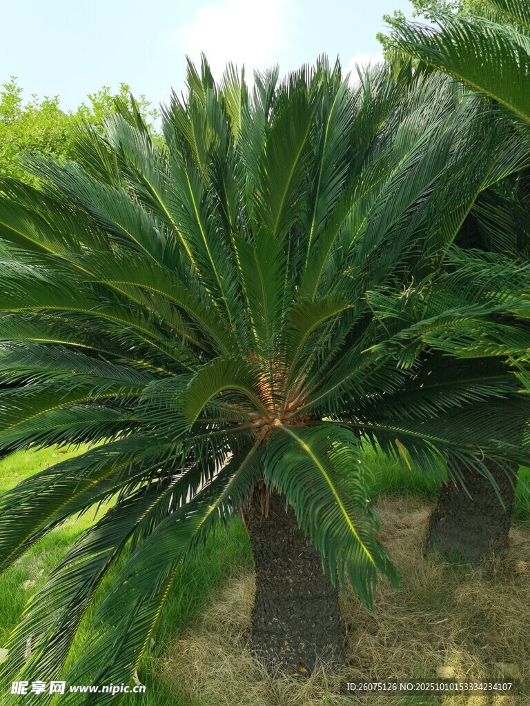 茂盛苏铁植物景观
