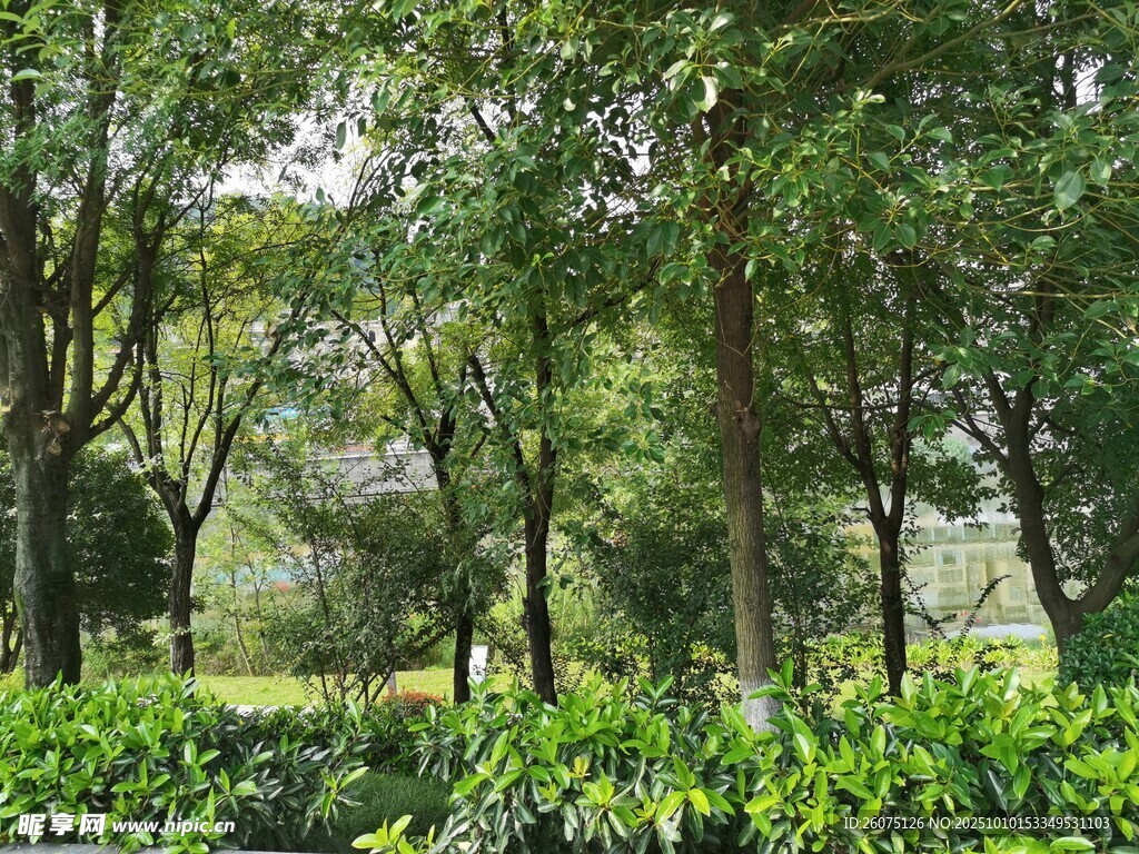 绿意盎然的树林景观