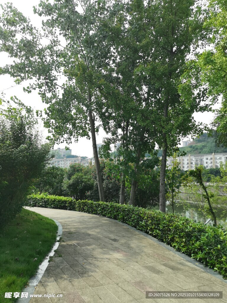 蜿蜒小径旁的绿意景致