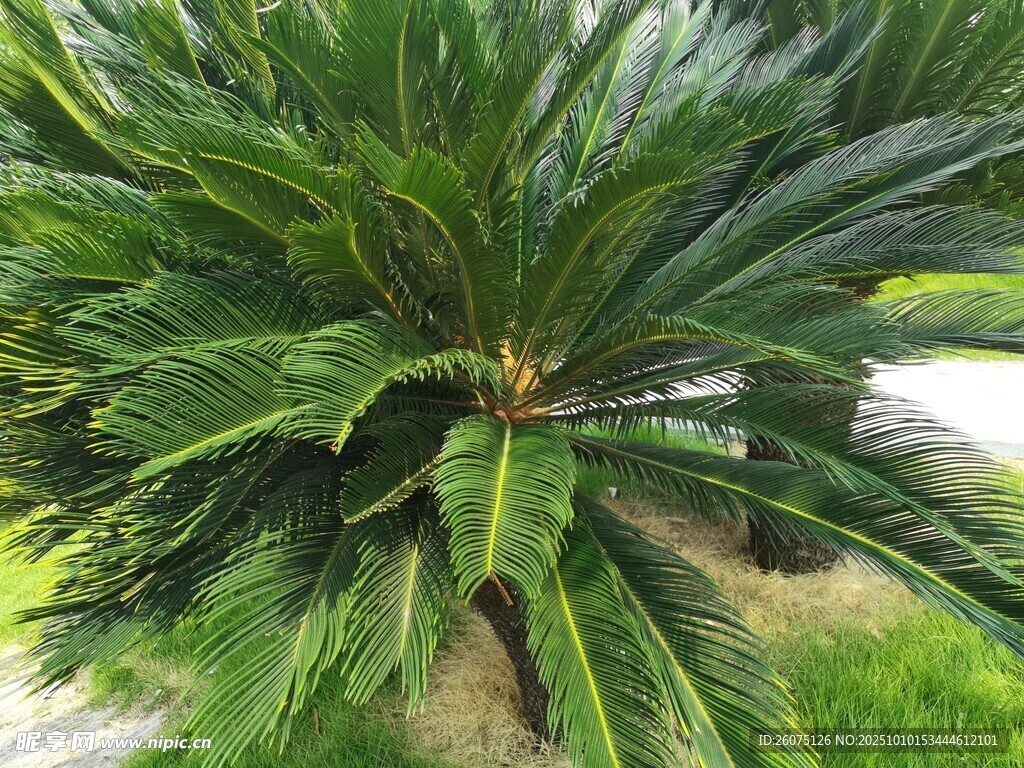 翠绿苏铁植物景观