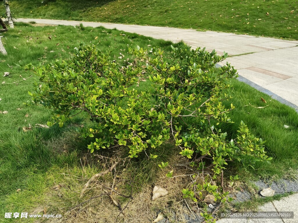 路边绿植景观