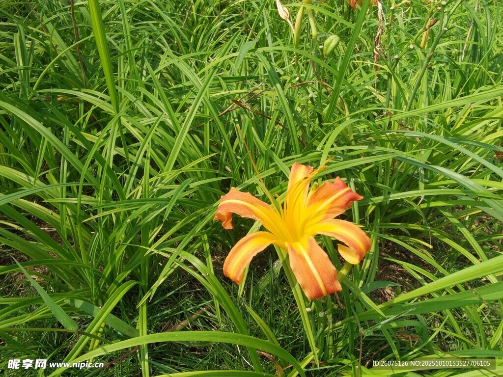 草丛中的艳丽橙色百合花