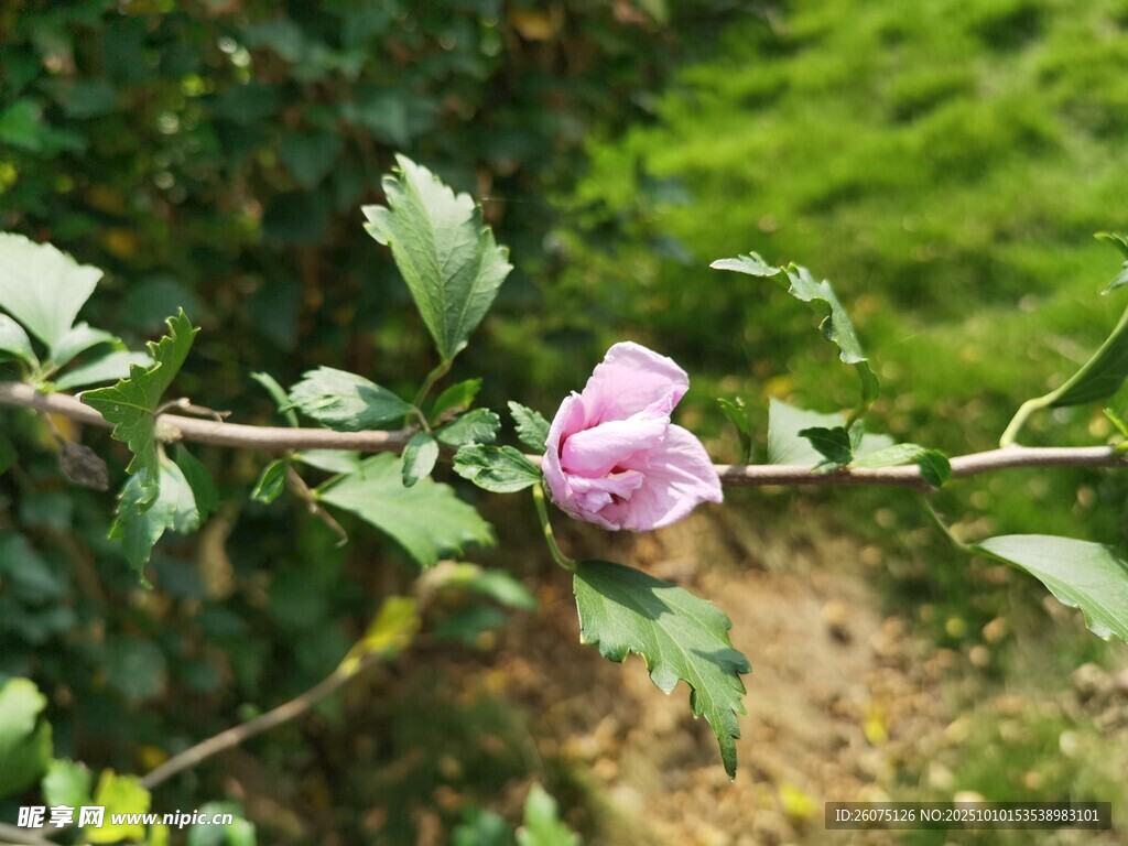 枝头绽放的娇艳粉色花朵