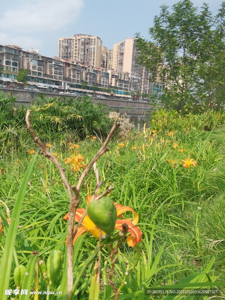 城市边的绿植与鲜艳花朵