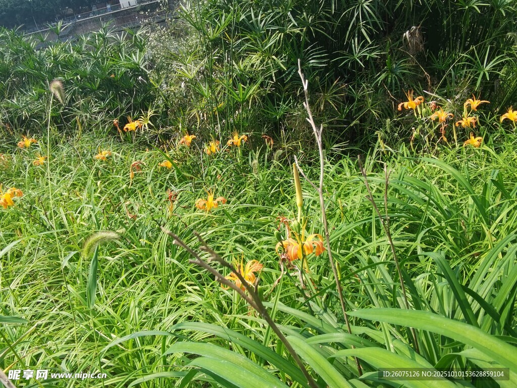 野外绽放的橙色萱草花