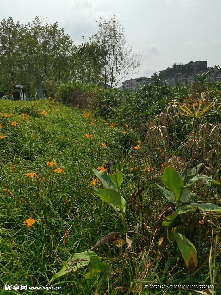 野外繁茂的绿植与小花