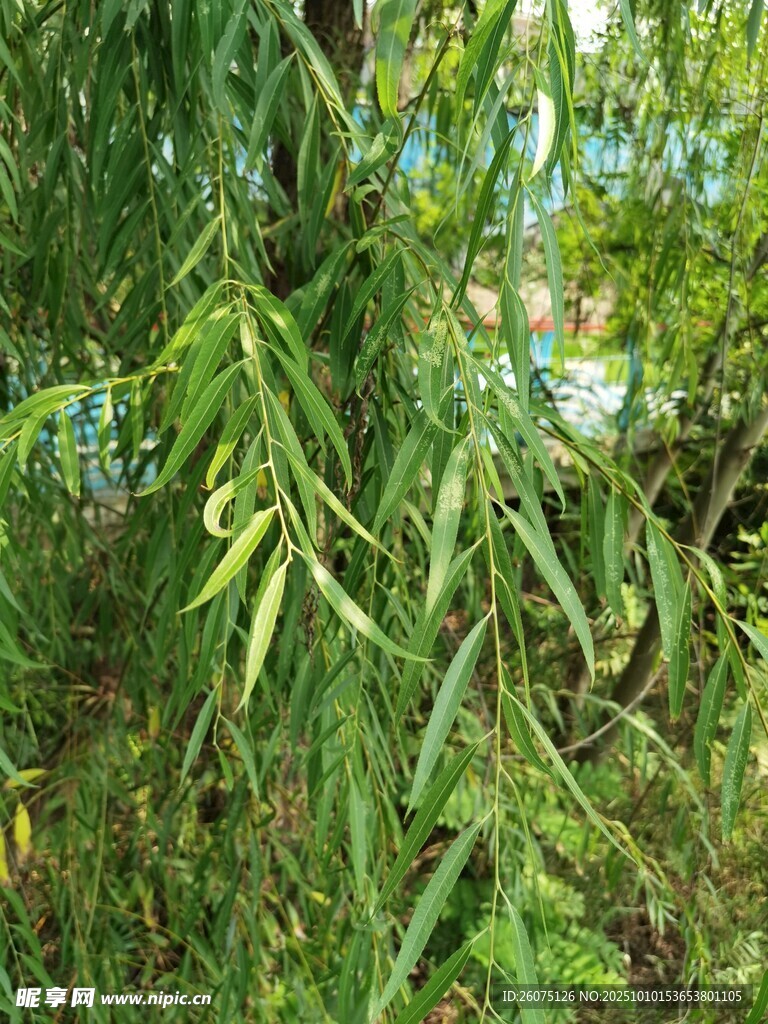 垂落的翠绿柳枝
