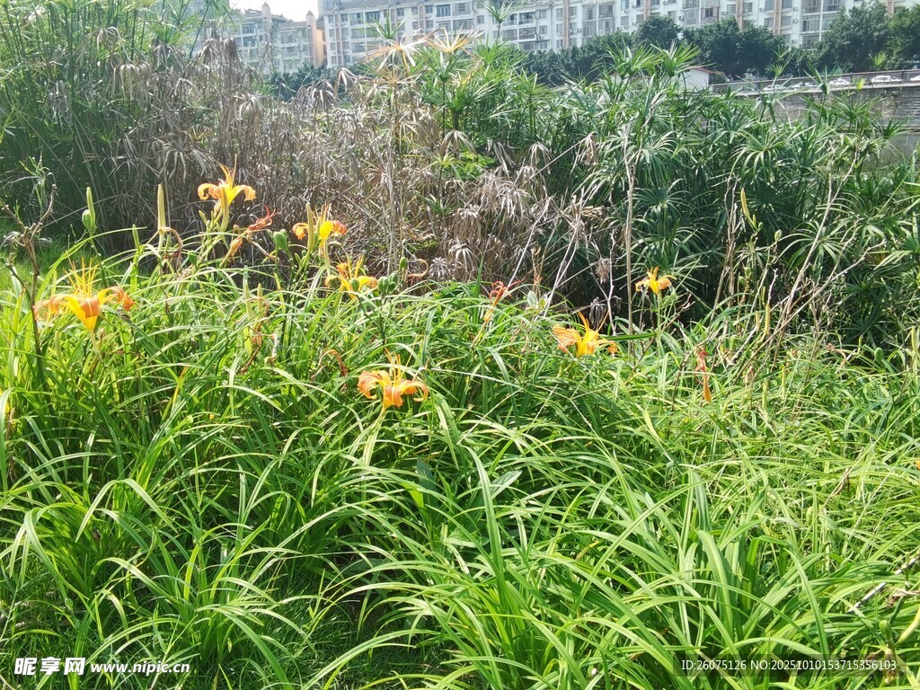 草丛中的黄色花卉绽放