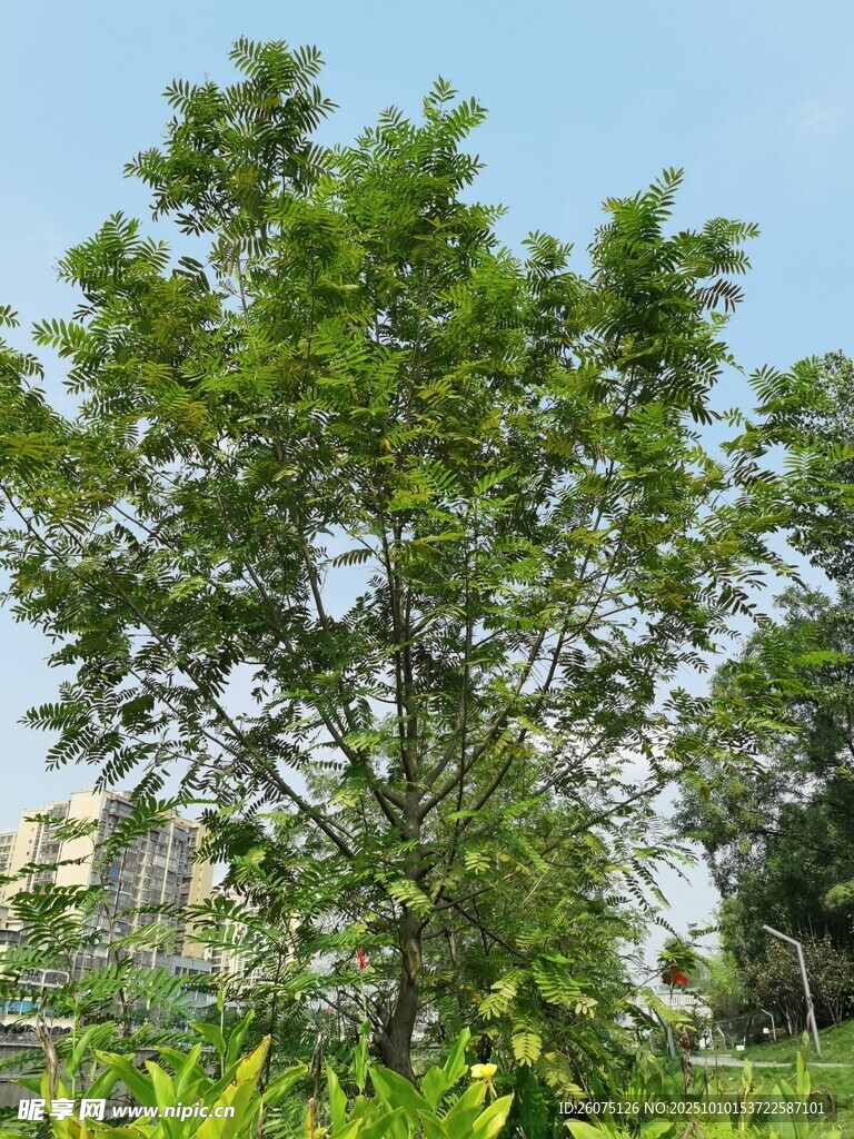 户外挺拔绿树风景图