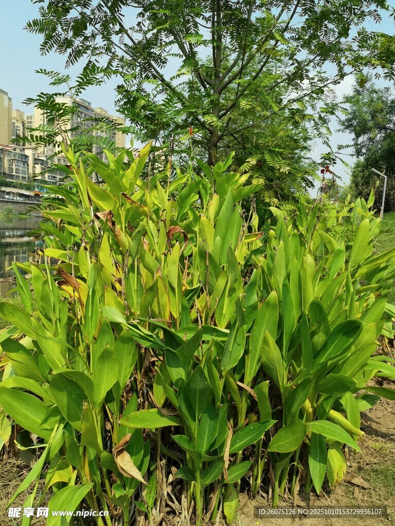 茂盛绿植展现自然生机