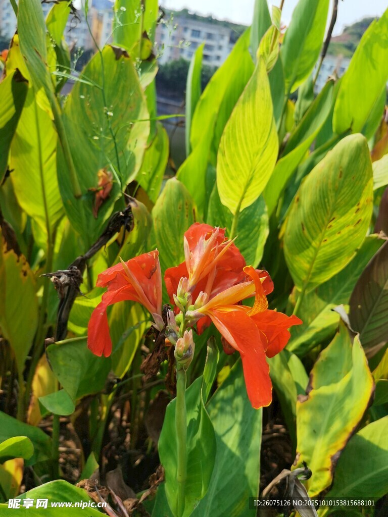 鲜艳红蕉花绽放绿叶间