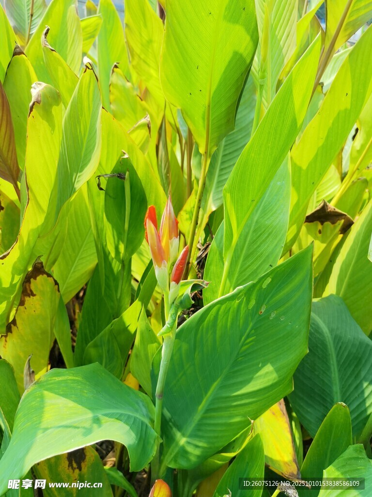 翠绿玉米植株生机勃勃