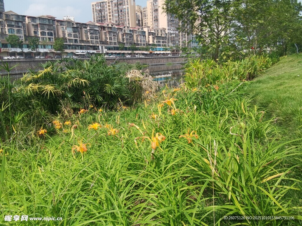 河畔绿植与绽放的黄色花朵