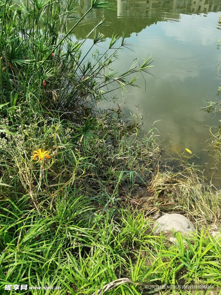 湖畔绿草黄花近水景致