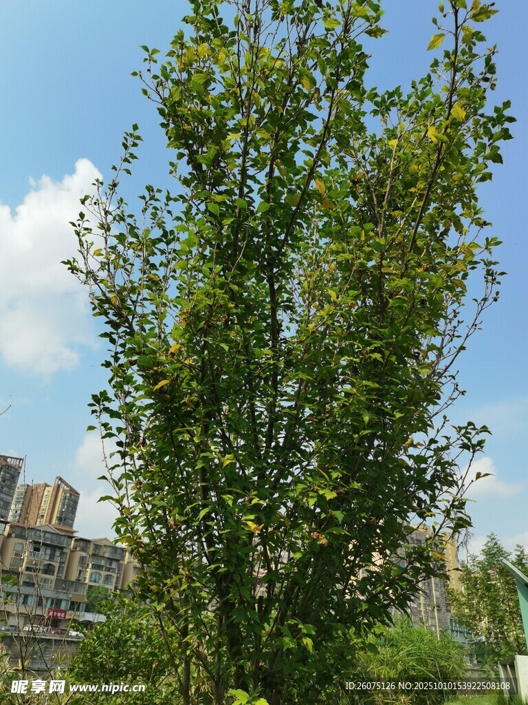 城市中的葱郁绿树