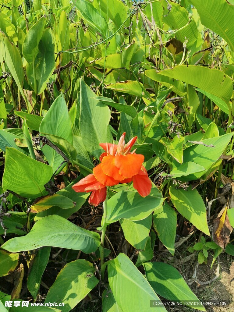 鲜艳橙花绽放绿叶间