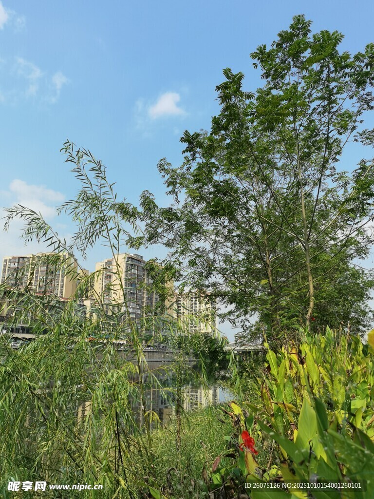 城市中的绿植景观