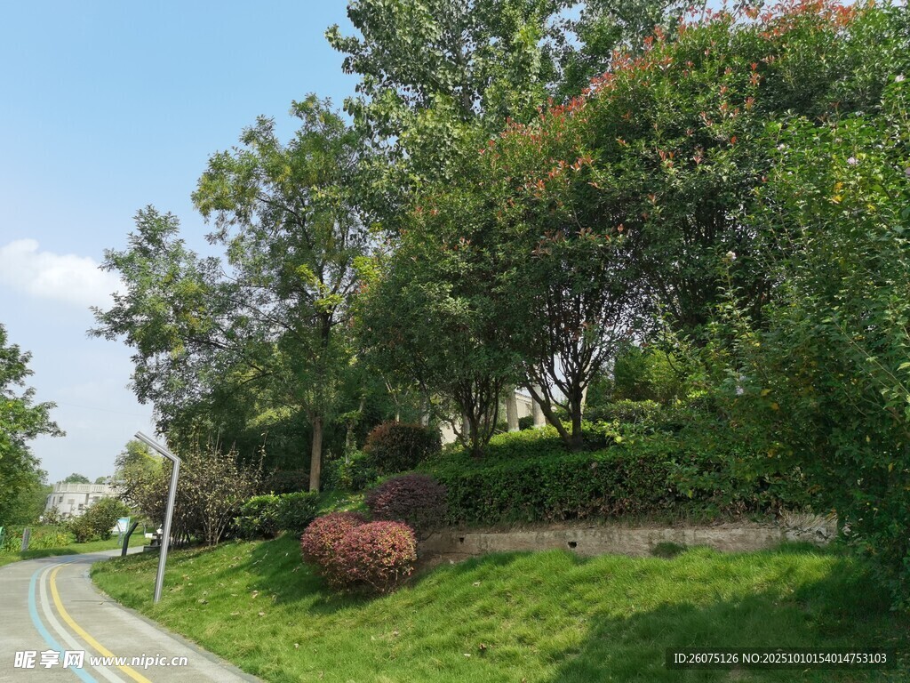 绿意盎然的路边景观