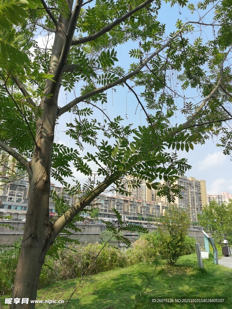 城市中葱郁的绿树景观