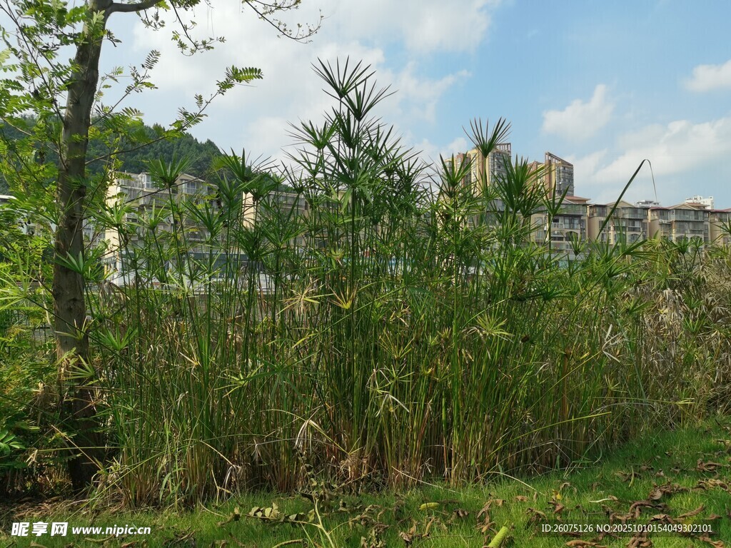 野外绿植与围栏景观
