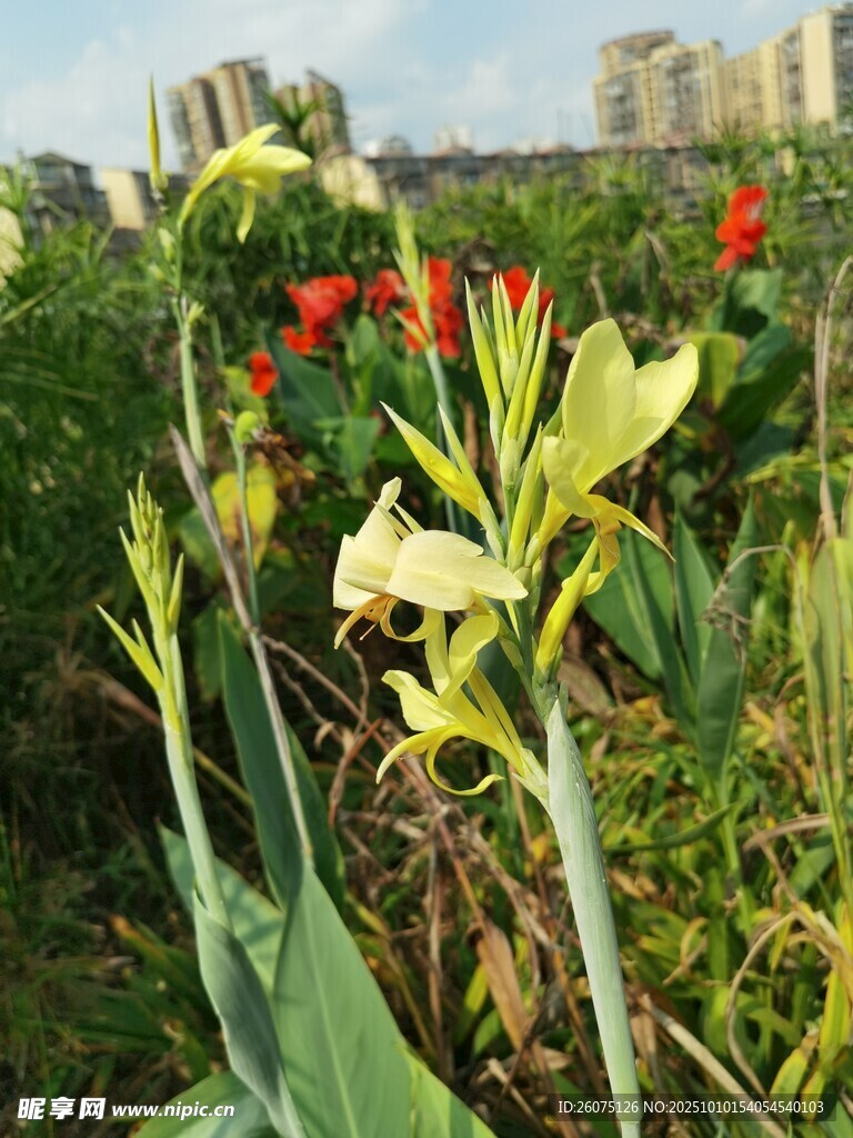 花园中绽放的多彩美人蕉