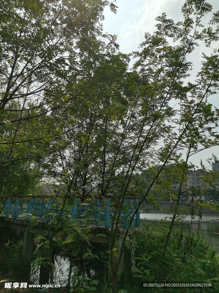 绿树成荫的河畔景致