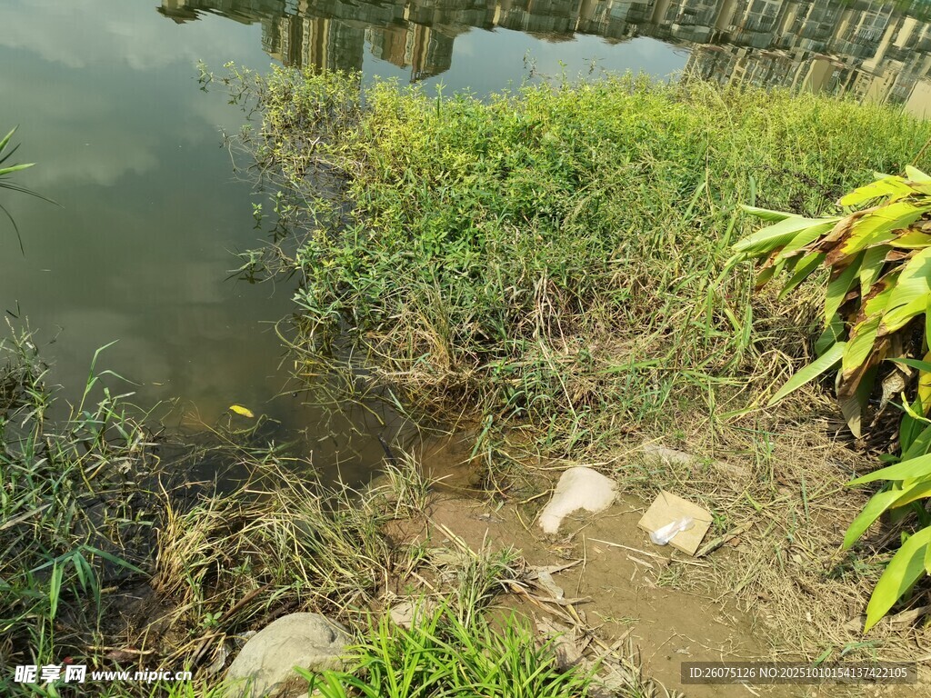 水边绿植与石块景观